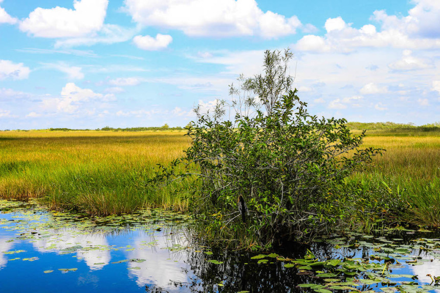 IMG_4604-2-860x573 Airboat tour dans les Everglades 🐊  mes 5 meilleurs en 2024